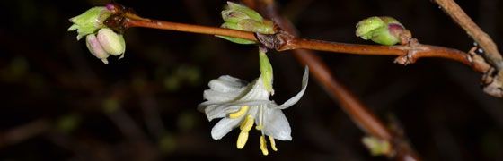 Lonicera purpusii